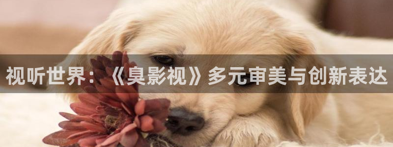 青丝影院免费观看电视剧高清在线播放：视听世界：《臭影视》多元审美与创新表达